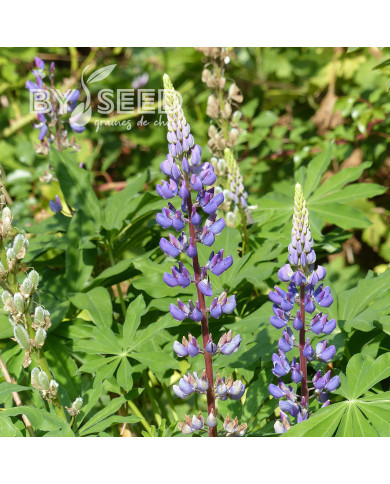 Lupin vivace - Lupinus perennis