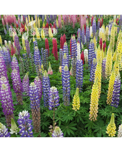 Lupin vivace de Russel Band of Nobles Mix