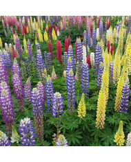 Lupin vivace de Russel Chandelier
