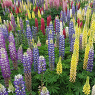 Lupin vivace de Russel Band of Nobles Mix
