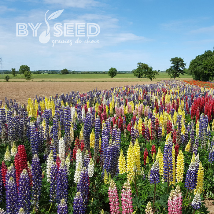 Lupin vivace de Russel Band of Nobles Mix