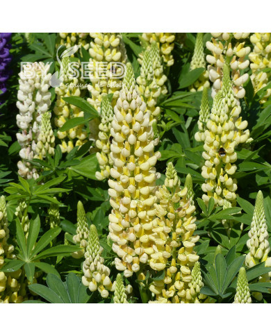 Lupin vivace de Russel Chandelier