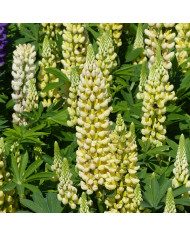 Lupin vivace de Russel Band of Nobles Mix