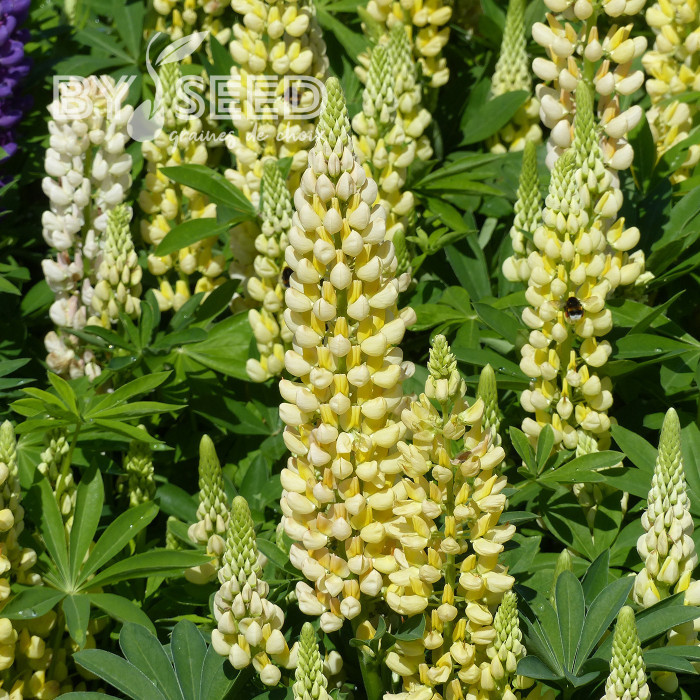 Lupin vivace de Russel Chandelier