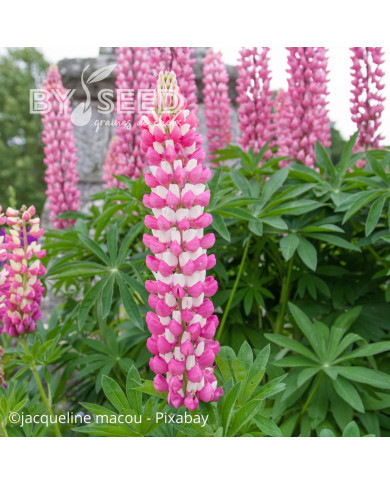 Lupin vivace de Russel La Châtelaine