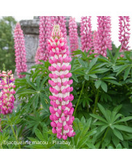 Lupin vivace de Russel Chandelier