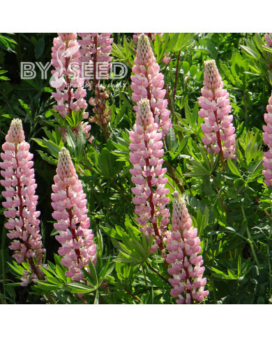 Lupin vivace de Russel La Châtelaine