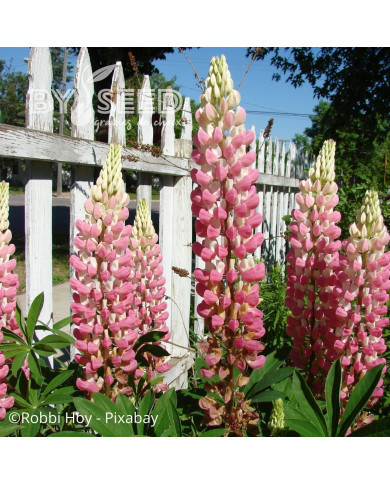 Lupin vivace de Russel La Châtelaine