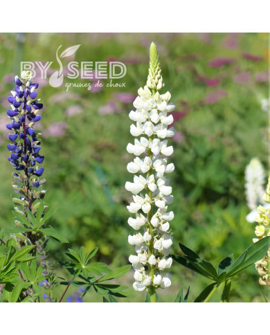 Lupin vivace de Russel La Demoiselle (Noblemaiden)