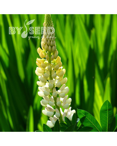 Lupin vivace de Russel La Demoiselle (Noblemaiden)