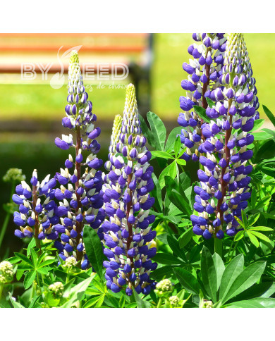 Lupin vivace de Russel Le Gentilhomme (The Governor)