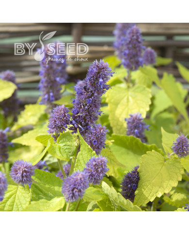 Agastache foeniculum Golden Jubilee