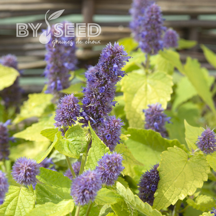 Agastache foeniculum Golden Jubilee