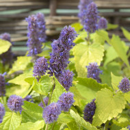 Agastache foeniculum Golden Jubilee