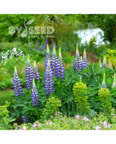 Lupin vivace de Russel Le Gentilhomme (The Governor)