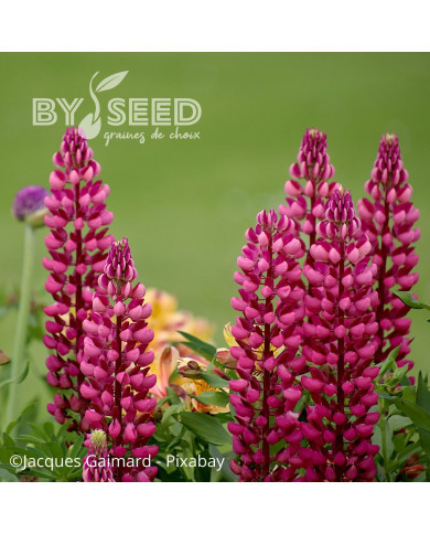 Lupin vivace de Russel Les Pages (carmine)