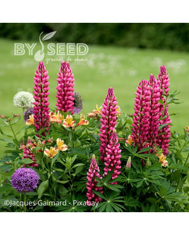 Lupin vivace de Russel Les Pages (carmine)