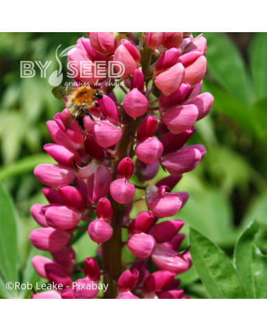 Lupin vivace de Russel Les Pages (carmine)
