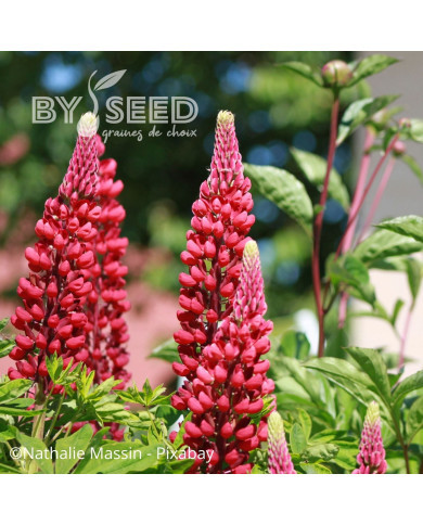 Lupin vivace de Russel Mon Château (My Castle)
