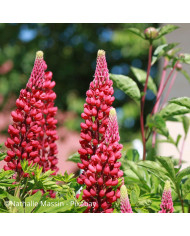 Lupin vivace nain MINI GALLERY® Extra Mixture