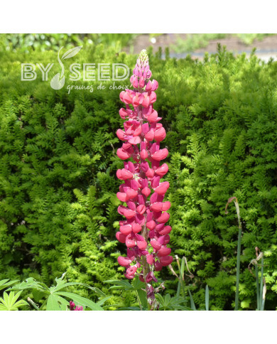 Lupin vivace de Russel Mon Château (My Castle)