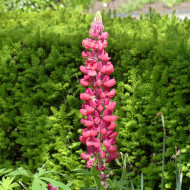 Lupin vivace de Russel Mon Château (My Castle)