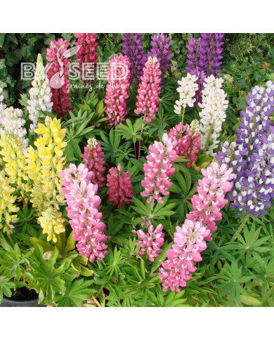 Lupin vivace nain MINI GALLERY® Extra Mixture