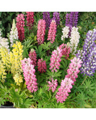 Lychnis chalcedonica Croix-de-Jérusalem rouge