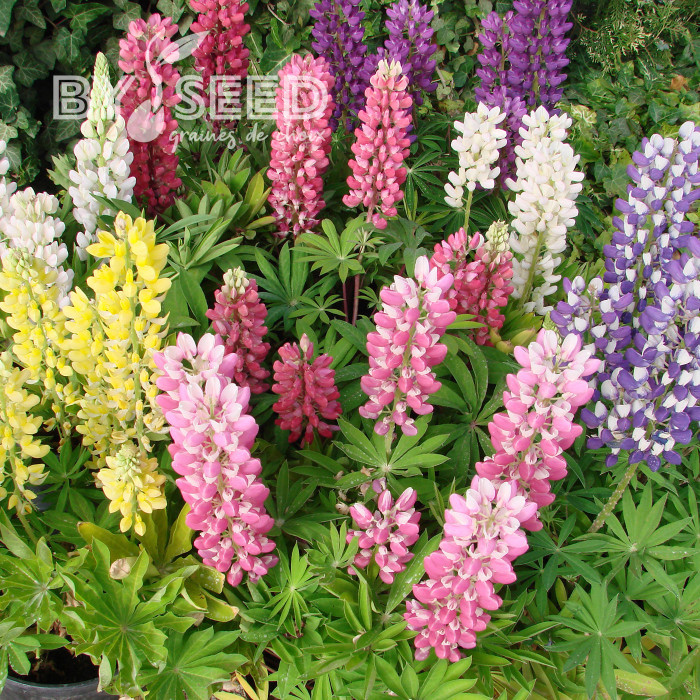 Lupin vivace nain MINI GALLERY® Extra Mixture