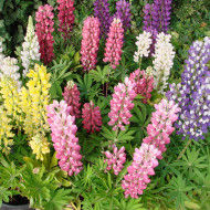 Lupin vivace nain MINI GALLERY® Extra Mixture