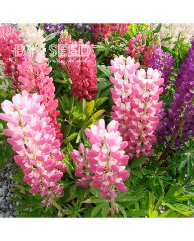 Lupin vivace nain MINI GALLERY® Extra Mixture