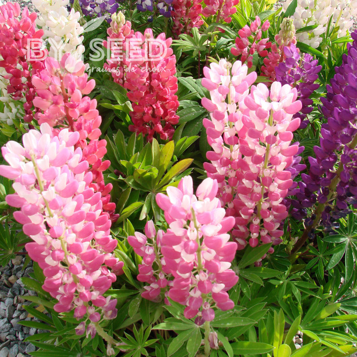 Lupin vivace nain MINI GALLERY® Extra Mixture