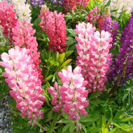 Lupin vivace nain MINI GALLERY® Extra Mixture