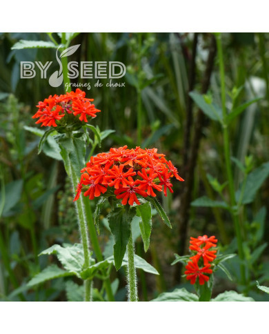 Lychnis chalcedonica Croix-de-Jérusalem rouge