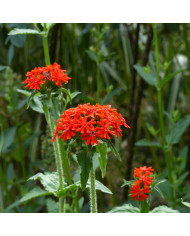 Lychnis flos-cuculi Fleur de coucou (fleur sauvage)