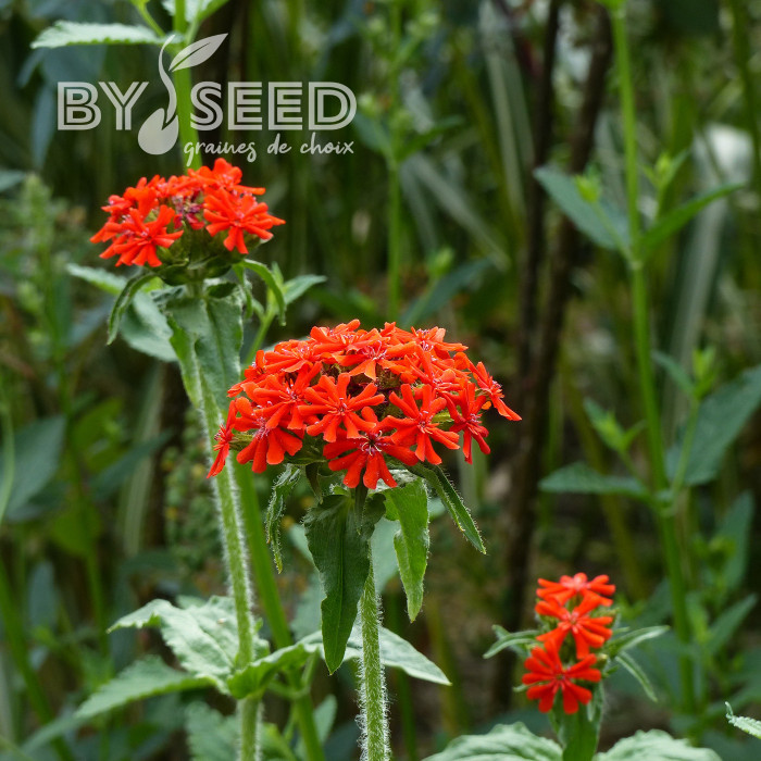 Lychnis chalcedonica Croix-de-Jérusalem rouge