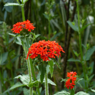 Lychnis chalcedonica Croix-de-Jérusalem rouge