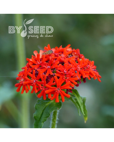 Lychnis chalcedonica Croix-de-Jérusalem rouge