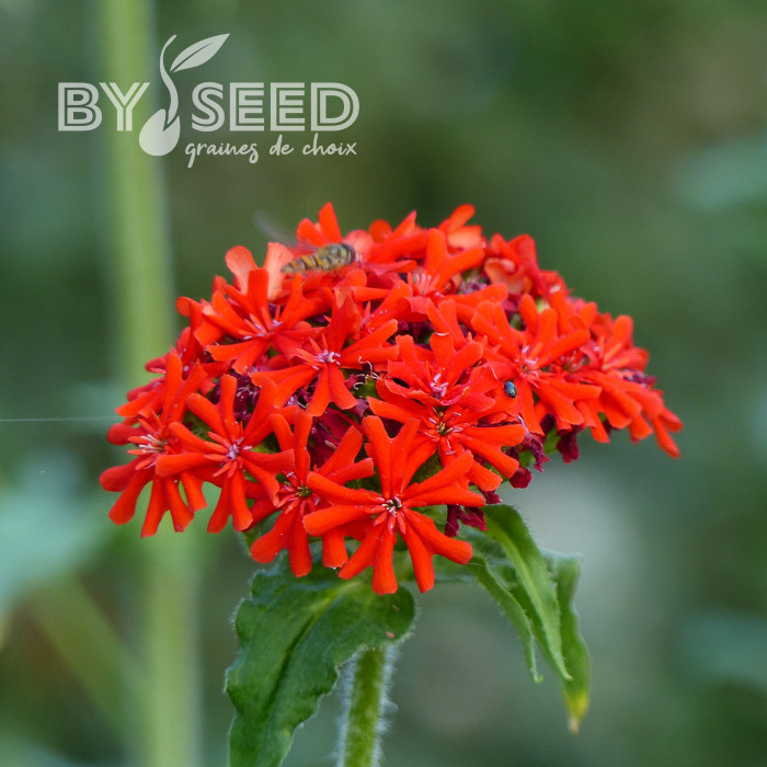Lychnis chalcedonica Croix-de-Jérusalem rouge