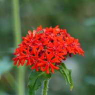 Lychnis chalcedonica Croix-de-Jérusalem rouge