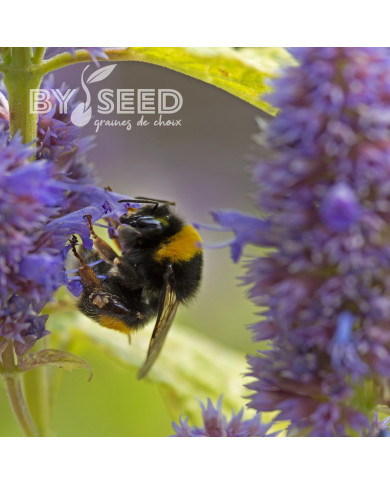 Agastache foeniculum Golden Jubilee