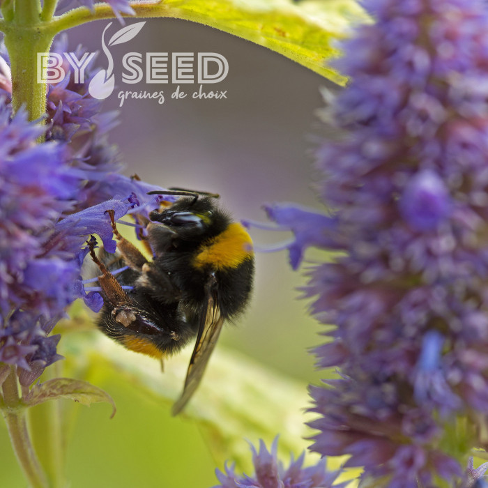 Agastache foeniculum Golden Jubilee
