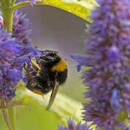 Agastache foeniculum Golden Jubilee