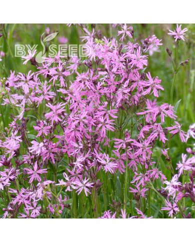 Lychnis flos-cuculi Fleur de coucou (fleur sauvage)