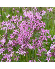 Marguerite des Prés - Leucanthemum vulgare (fleur sauvage)