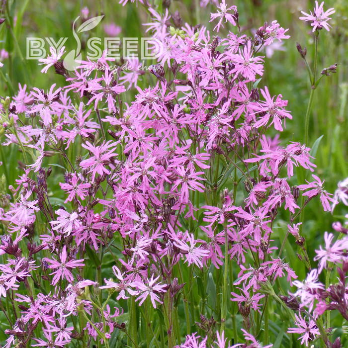 Lychnis flos-cuculi Fleur de coucou (fleur sauvage)