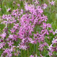 Lychnis flos-cuculi Fleur de coucou (fleur sauvage)