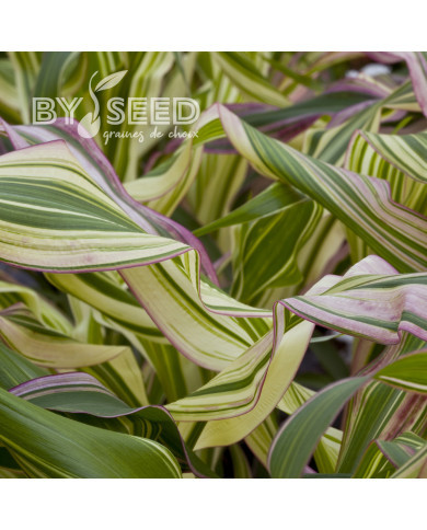 Maïs d'ornement Field of Dreams