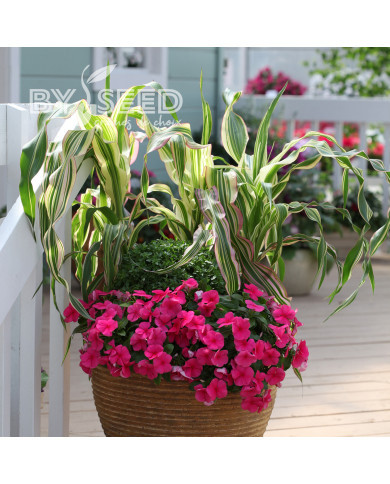 Maïs d'ornement Field of Dreams