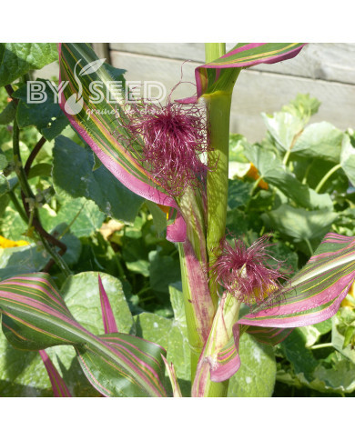 Maïs d'ornement Field of Dreams